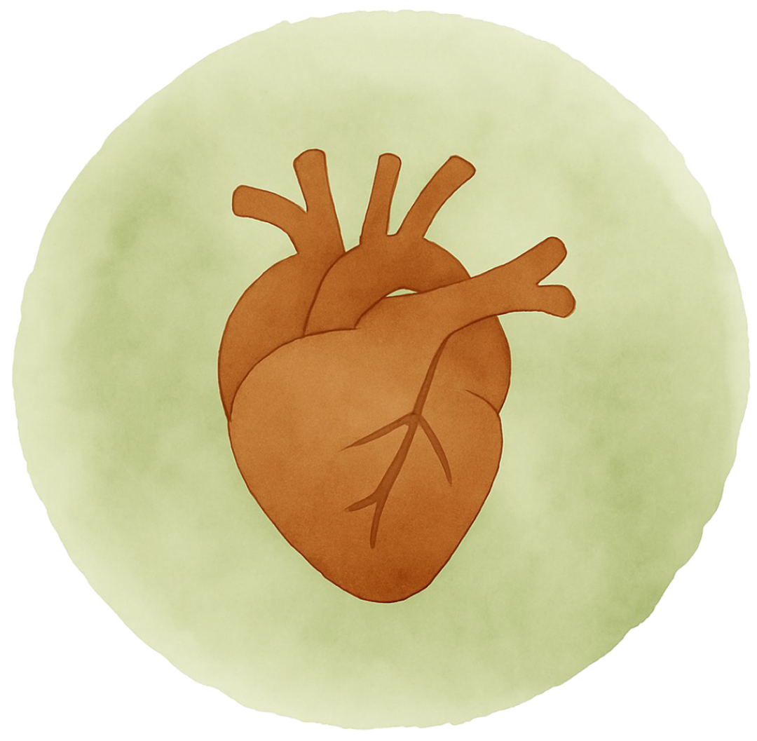 Heart Circulation Basel Oberwil